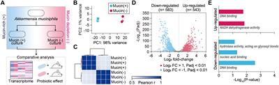 Elucidation of Akkermansia muciniphila Probiotic Traits Driven by Mucin Depletion